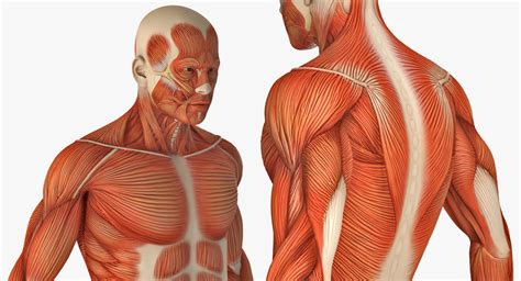 High Quality D Models Since Male Anatomy Muscular System D Model