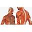 3d Models For Professionals Male Anatomy Muscular System 3D Model
