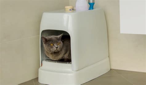 The Best Self Sifting Litter Boxes For Your Cat Ambrosia Baking