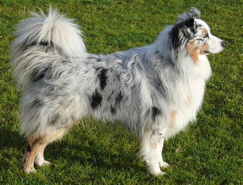 You can also note the color of the coat, since australian shepherds typically have multiple colors in its fur, including black, red, and white. Australian Shepherd - Breed Profile | Australian Dog Lover