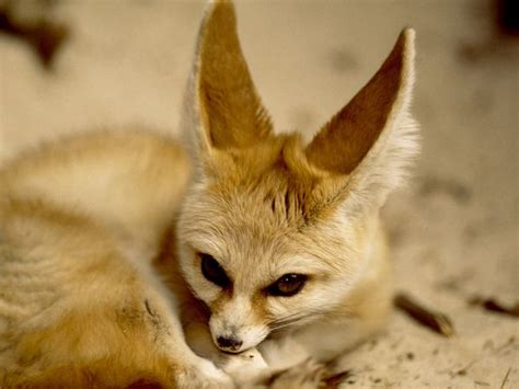 Fennec Fox Wildlife The Wildlife