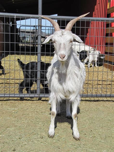 LIBERTY FARM CASHMERE GOATS: CASHMERE GOATS FOR SALE