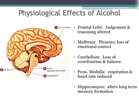 Physical Effects Of Alcohol Driverlayer Search Engine