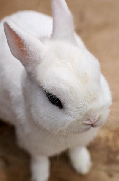 Pets Dwarf Hotot Rabbit