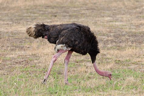 What Do Ostriches Eat Discover The Ostrich Diet With Photos