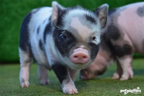 Little Black And White Micro Pig Piglet At Petpiggies Baby Farm Animals
