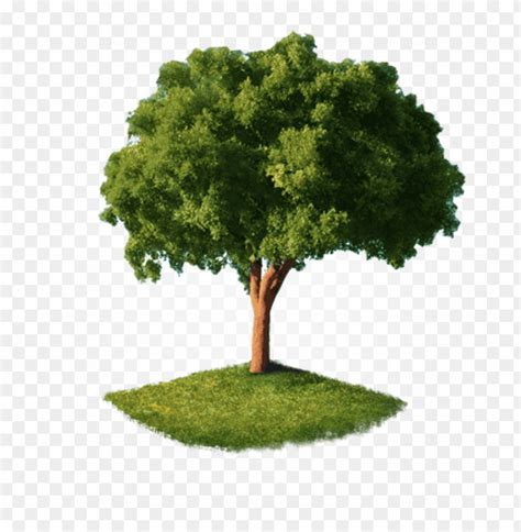Home Tree Tree Png Perspective View Png Image With Transparent