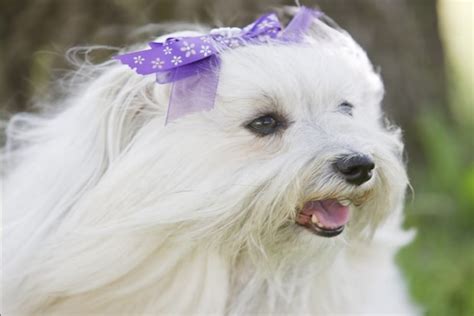 10 Long Haired Dog Breeds — Pet Central By Chewy