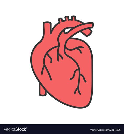 Human Heart Anatomy Color Icon Royalty Free Vector Image