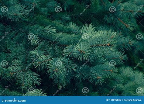 Pine Texture Green Coniferous Pine Texture Green Coniferous Green