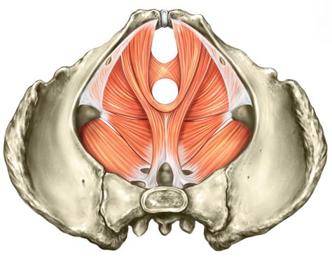 These structures collectively fall under the term vulva. Gabi Ekins - Medical Artist & Illustrator - Anatomy of the ...
