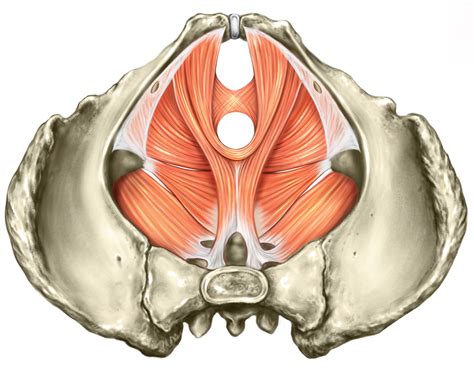 Part 1 describes the anatomy of the female pelvic floor, along with the causes of, and risk factors for, pelvic floor weakness and the symptoms with which women may present. Gabi Ekins - Medical Artist & Illustrator - Anatomy of the female pelvic floor