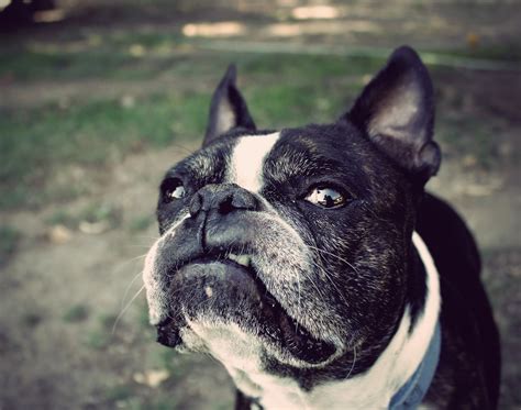 Photo Sam The Boston Terrier Poses For An Artsy Photo With A Grumpy