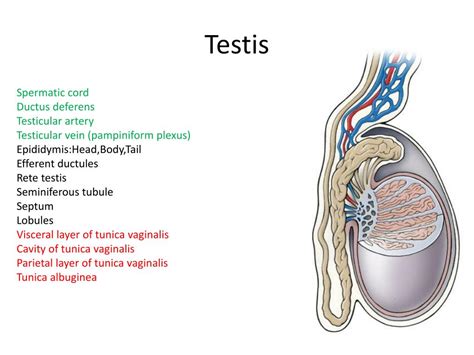 Anatomia Del Testiculo
