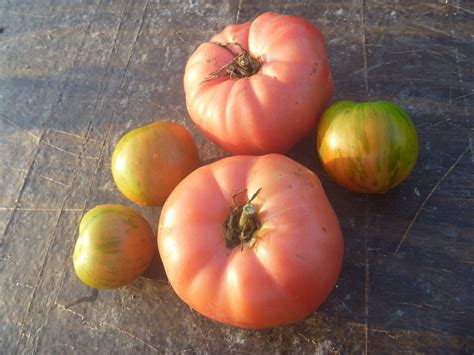 The Best Heirloom Tomatoes To Grow Espoma