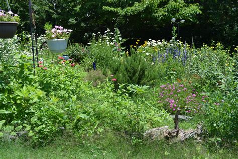 wild garden | Plants, Herb garden, Garden