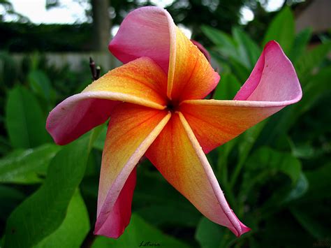 This rare and unique flower blossoms every 3000 years as per a buddhist legend. The Rare Plumeria Leticia - a photo on Flickriver