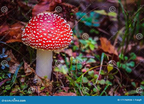 A Small Poisonous Redcap Mushroom With Red Spotted Top In A Natural