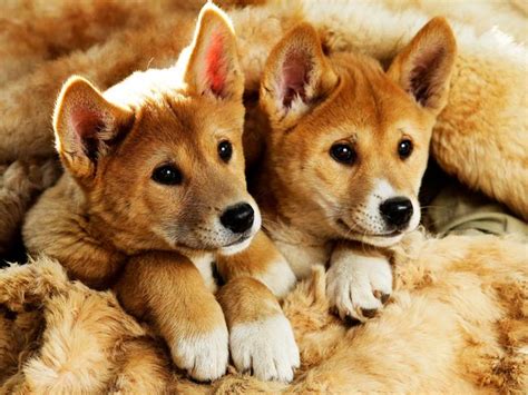 Eight Week Old Dingo Pups Are Featherdale Wildlife Zoos Breeding