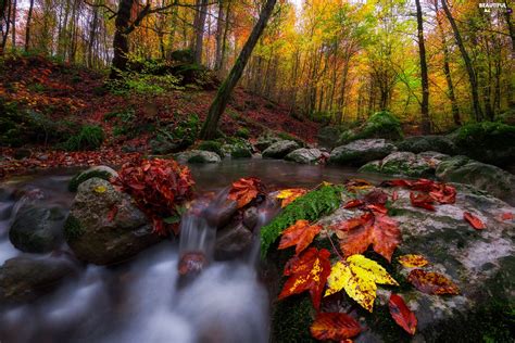 Viewes Forest Stream Trees Autumn Leaf Stones Beautiful Views