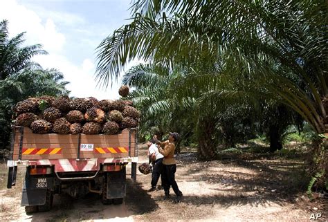 Approximately half of packaged products in supermarkets contain palm oil or palm oil derivatives. Palm Oil Kings Indonesia, Malaysia Lost Less Forest in ...