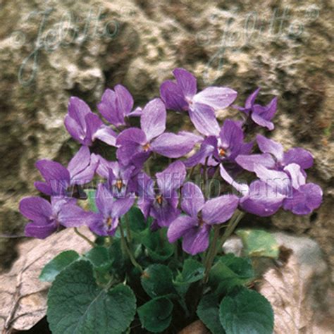 Viola Queen Charlotte Seeds From Mr Fothergills Seeds And Plants