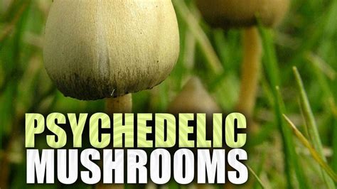 Magic Mushroom Psychedelic May Ease Anxiety Depression
