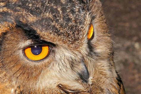 Free Images Female Beak Fauna Plumage Bird Of Prey Snowy Owl