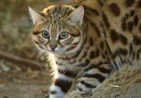 Black Footed Cat Felis Nigripes How South Africa