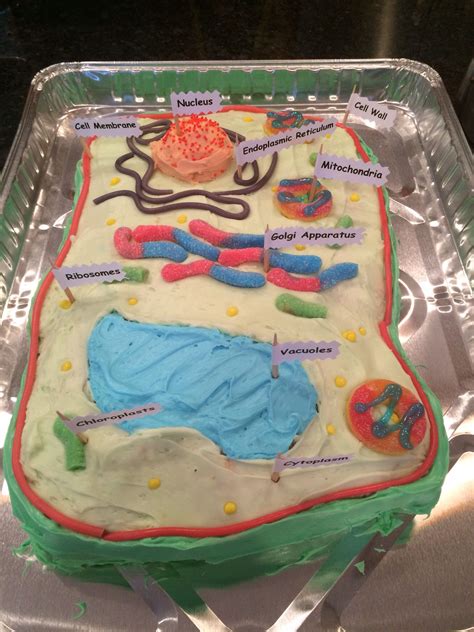 If you're baking with pillsbury's funfetti cake mix like i did, you'll need to blend the cake mix with 1/3 cup of vegetable oil,one cup of water and i used to teach 7th grade science. Plant cell cake! A+++ | Plant cell cake, Plant cell model ...