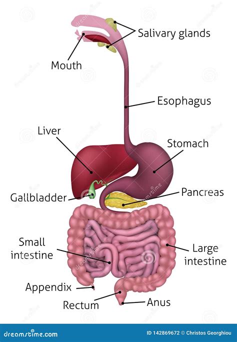 Digestive System Cartoon Vector Cartoondealer Com