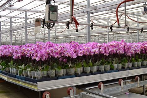 Creating The Ideal Environment For Orchid Production Hort Americas