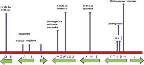 3 The Nif Regulon Of Klebsiella Pneumonia Download Scientific Diagram