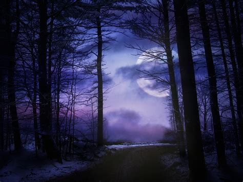 Moonlit Forest Free Stock Photo Public Domain Pictures