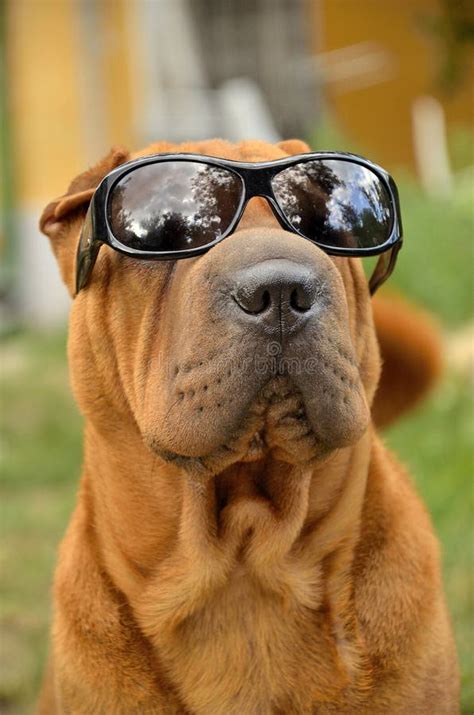 Funny Sharpei Dog With Sunglasses Stock Image Image Of Pretty