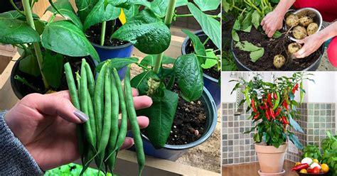 13 Easiest Edible Plants To Grow Indoors India Gardening