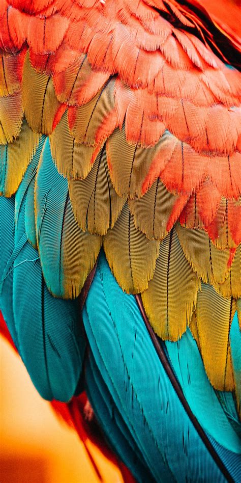 Download Wallpaper 1080x2160 Colorful Feathers Parrot Birds Close Up