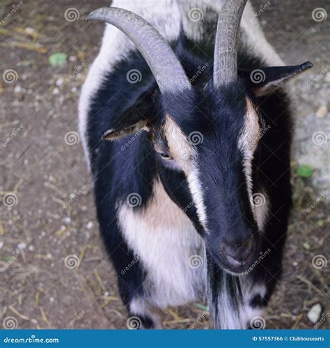 Horned Nigerian Dwarf Goat Stock Photo Image Of Camera 57557366
