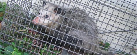 Possum Trapping How To Trap An Opossum