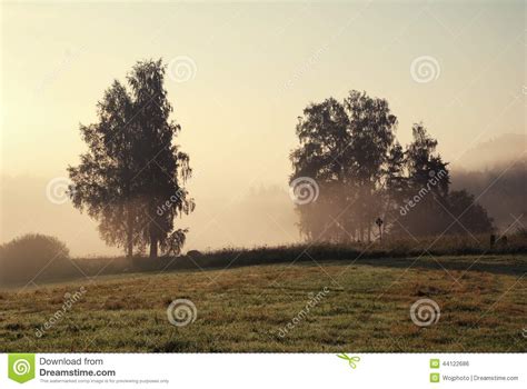 Trees And A Meadow In Morning Fog Stock Photo Image Of Field Grey