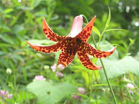 Check spelling or type a new query. Canada Lily