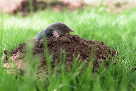 How To Get Rid Of Moles In Your Yard Wildlife Control Any Pest