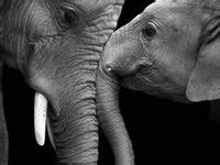 animales blanco y negro