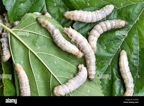 Close Up Of Silkworms Bombyx Mori Feeding On White Mulberry Morus