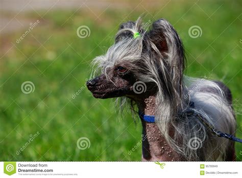Dog Breed Chinese Crested Stock Image Image Of Cute 95793949