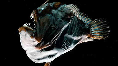 Sexual Parasitism Deep Sea Anglerfish Evolved A New Type Of Immune