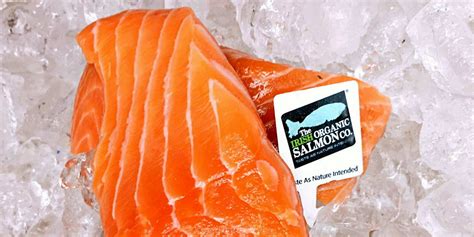 Organic Salmon Sales Tumble But The Uk And Ireland See Very Different