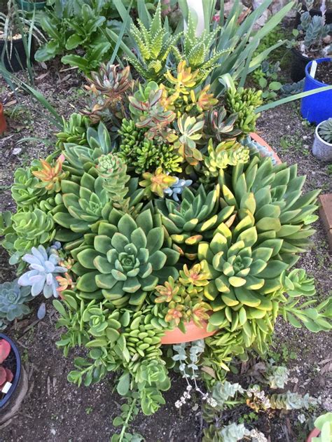 A Favourite Selection Of Succulents In A Large Terracotta Pot
