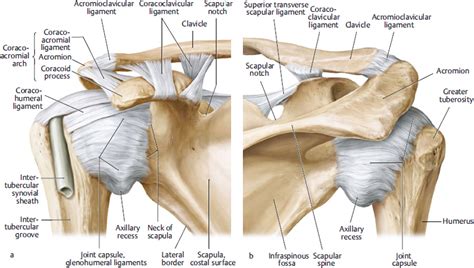 Shoulder Elbow And Upper Extremity Sports Musculoskeletal Key