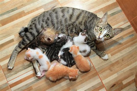 Why Do Mother Cats Sometimes Eat Their Kittens Excited Cats